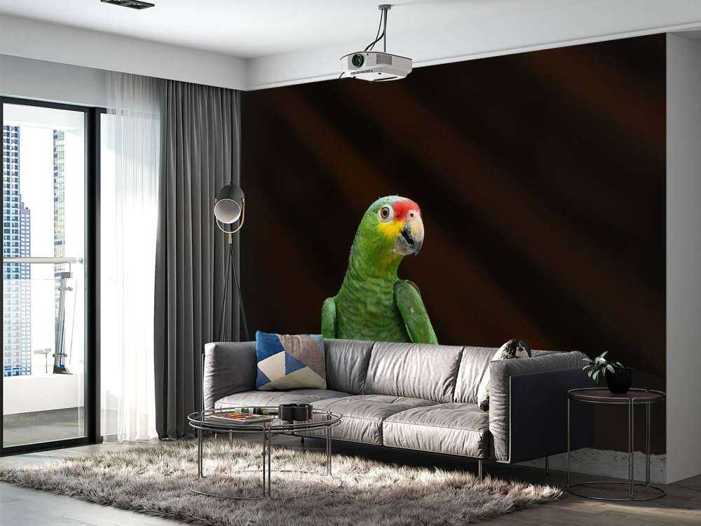 Perroquet amazone