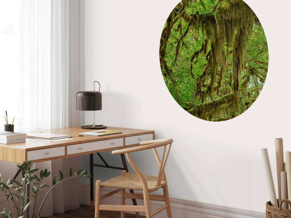 Mousse sur branches d'arbres