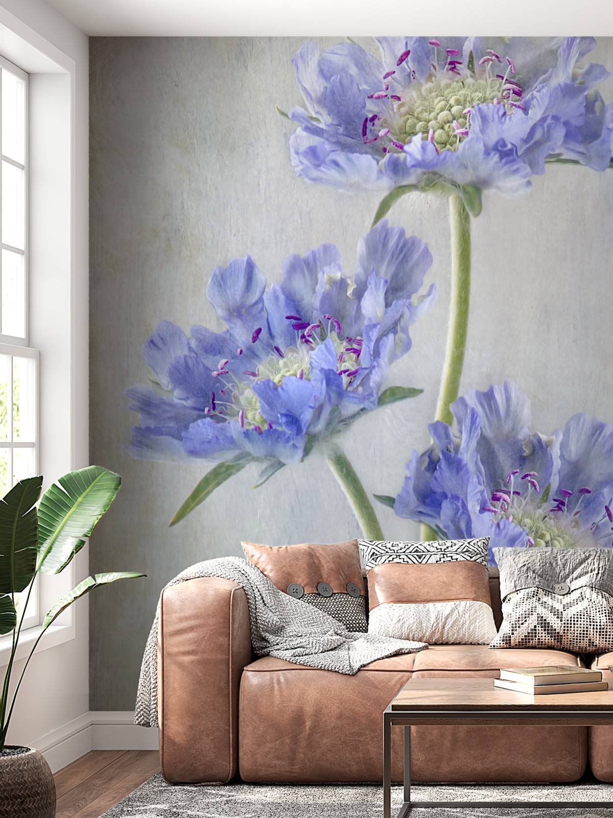 Scabiosa