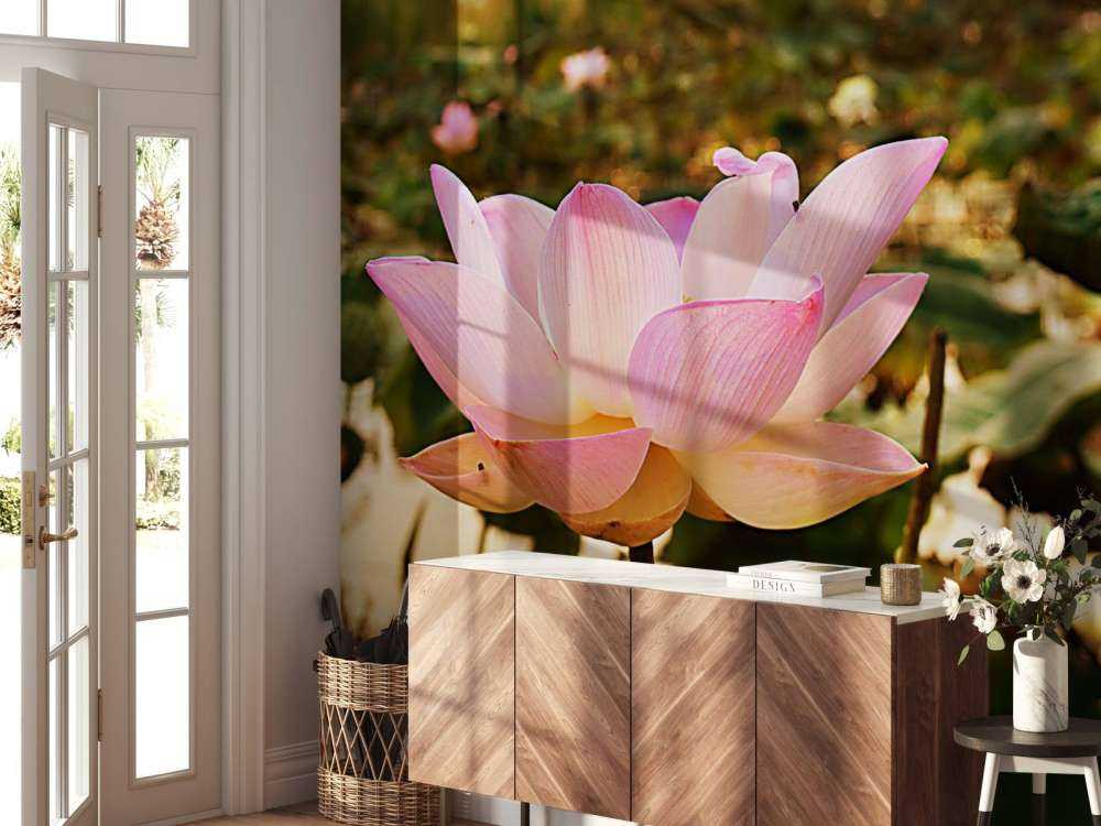 La fleur de lotus rose