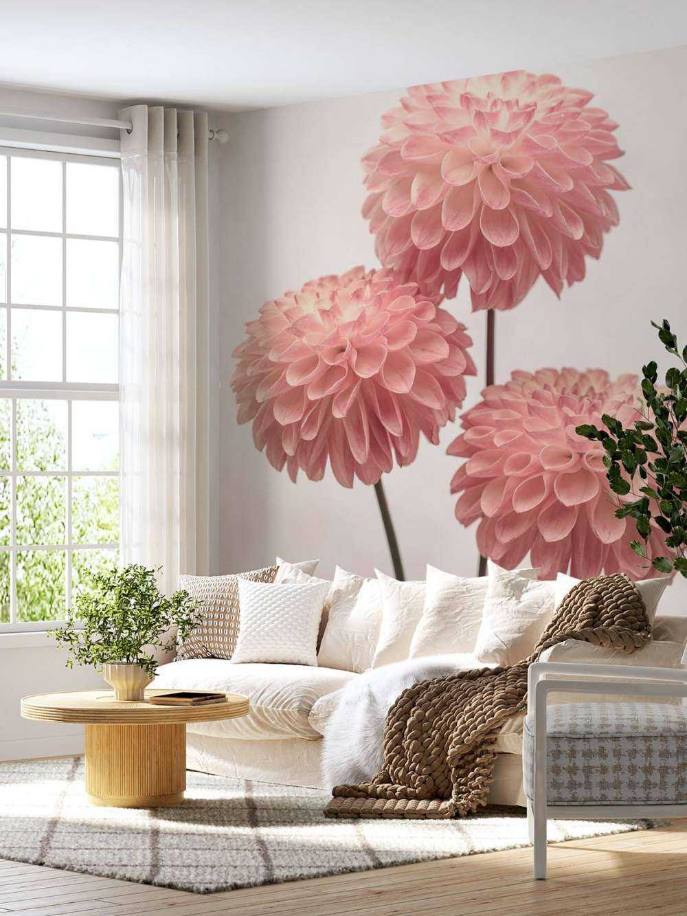 Trois dahlias roses