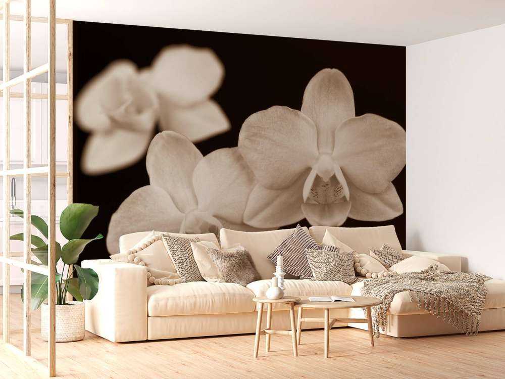 Orchidées blanches