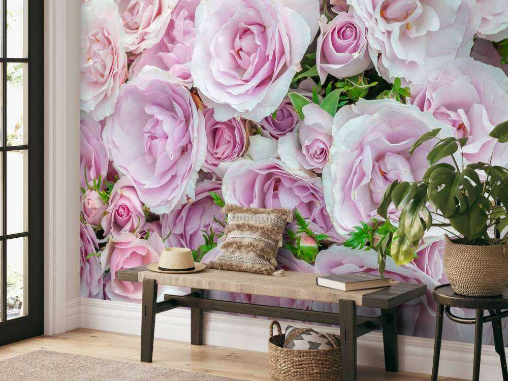 Roses blanches et roses multicolores