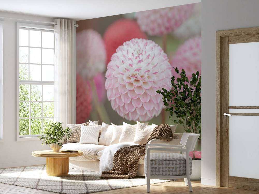 Rose fleurs de dahlia