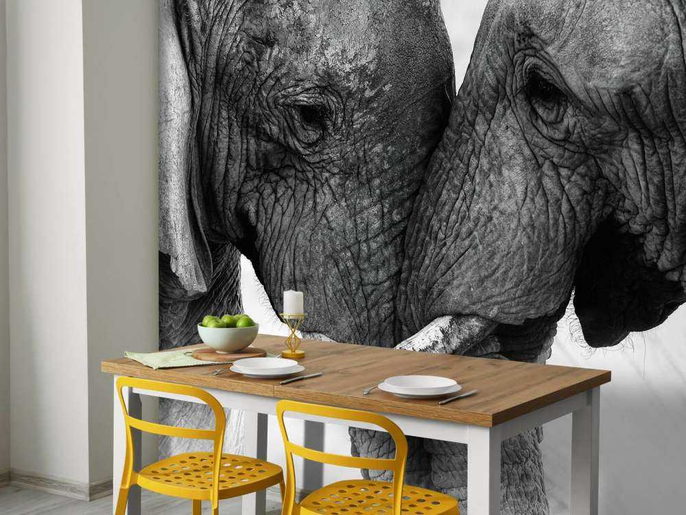 Photo fond d'écran éléphants