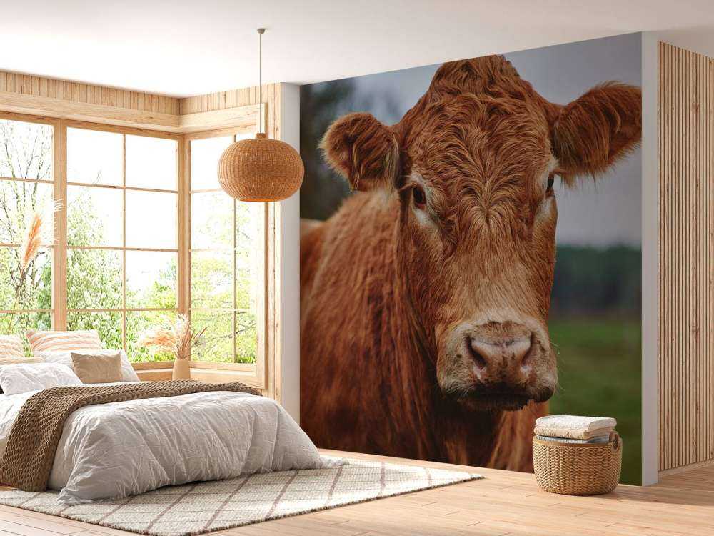 Portrait d'une vache