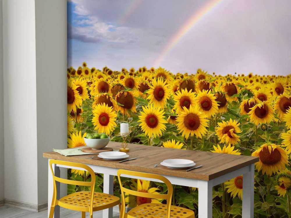 Champ de tournesols