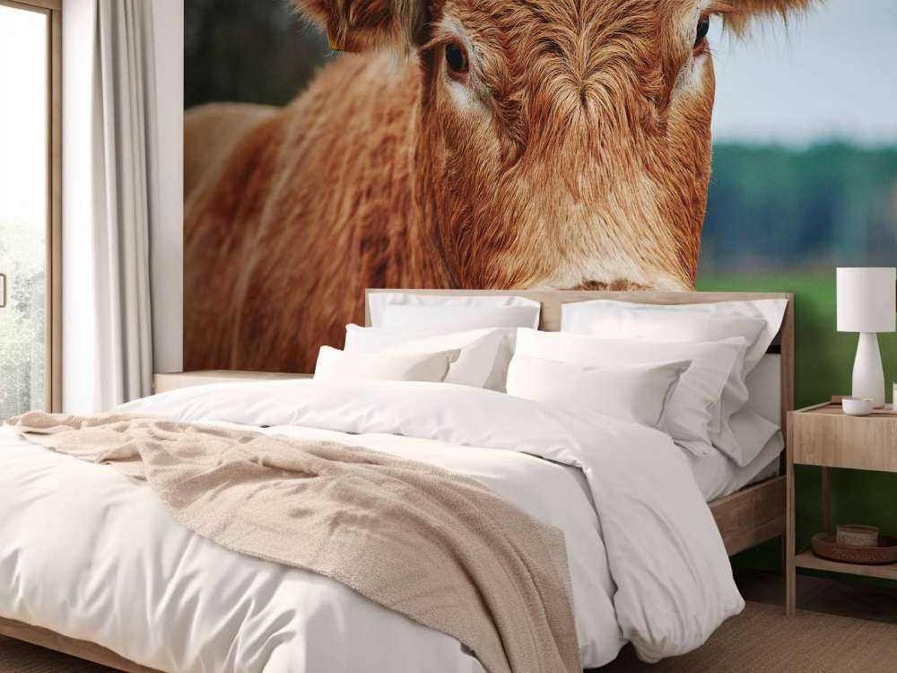 Portrait d'une vache