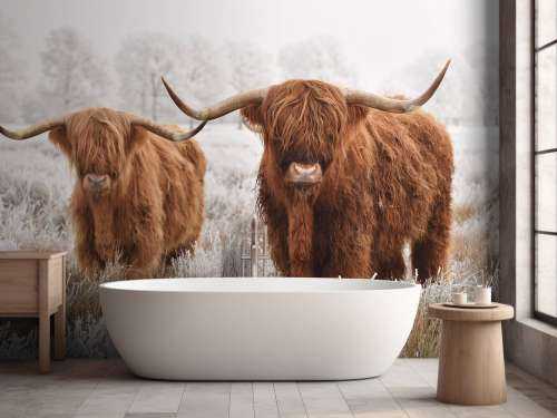 Hiver Highlander