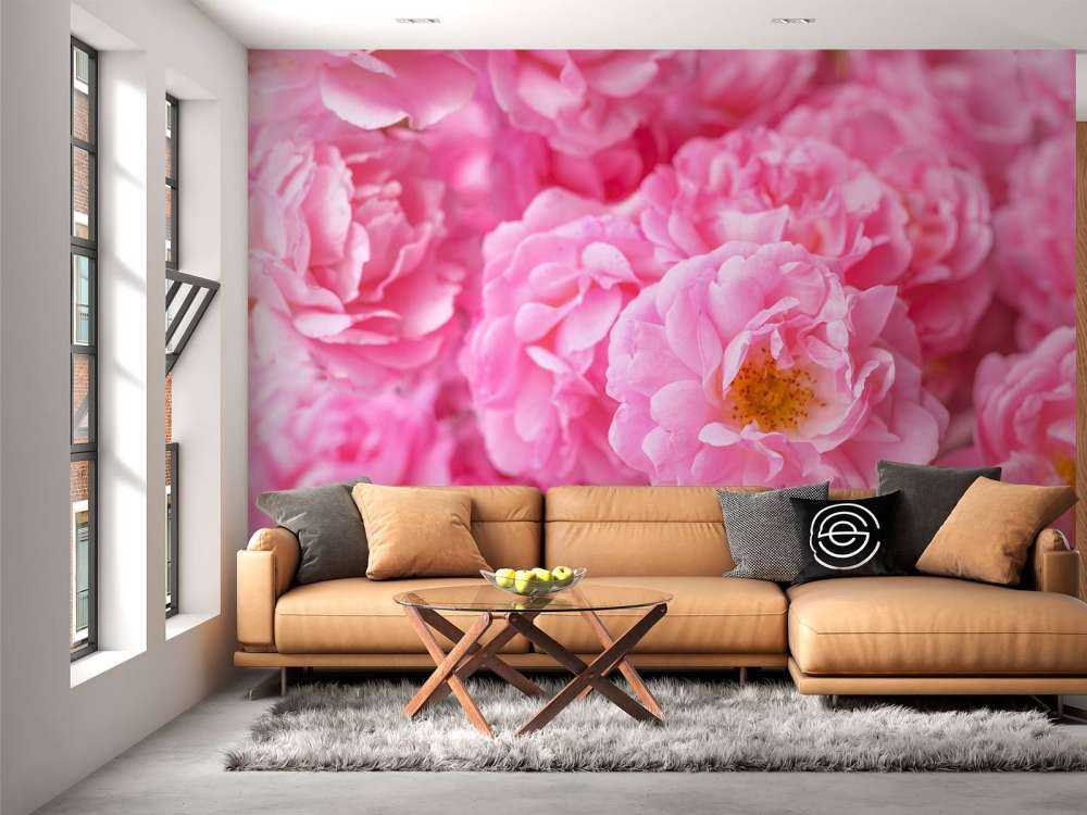 Plusieurs roses roses