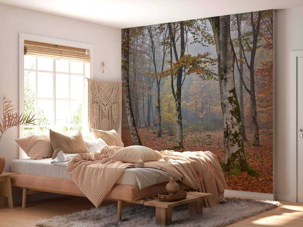 Forêt de bouleaux en automne