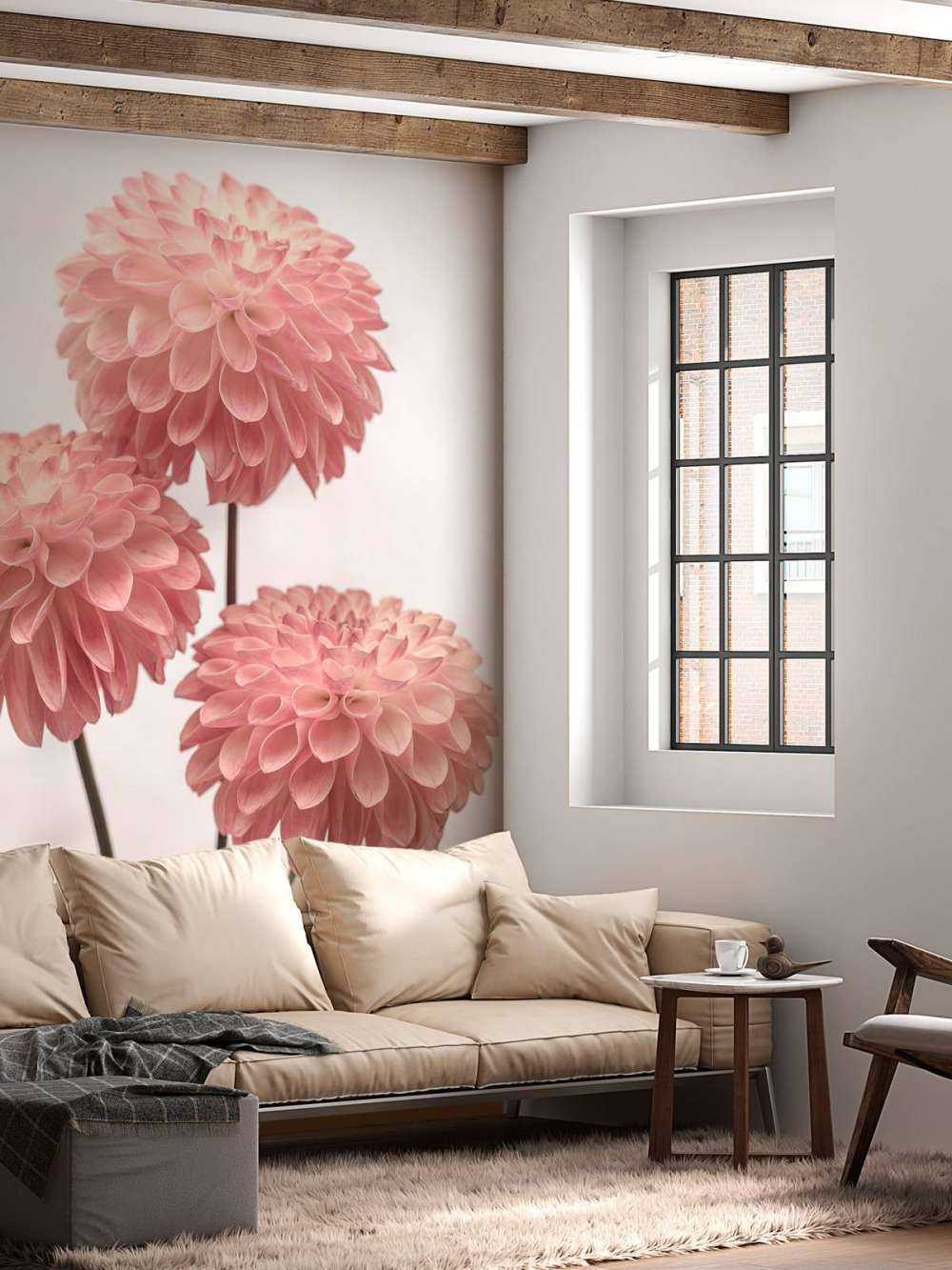 Trois dahlias roses