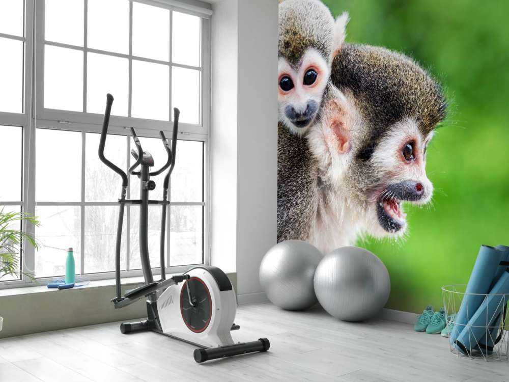Singes écureuils