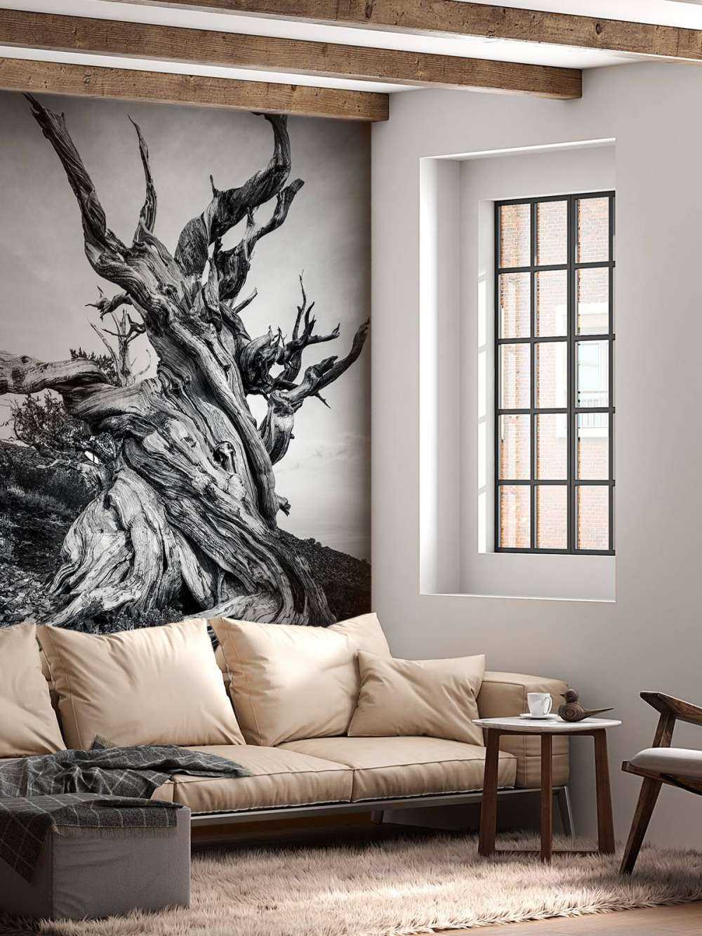 L'arbre Methuselah
