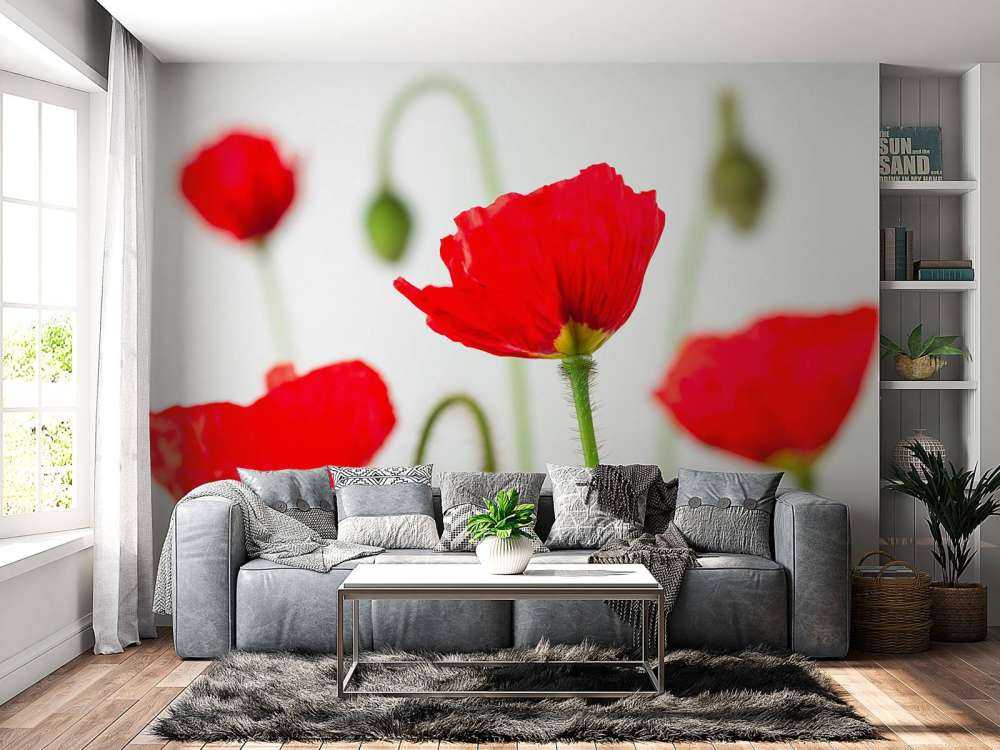 Coquelicots en gros plan