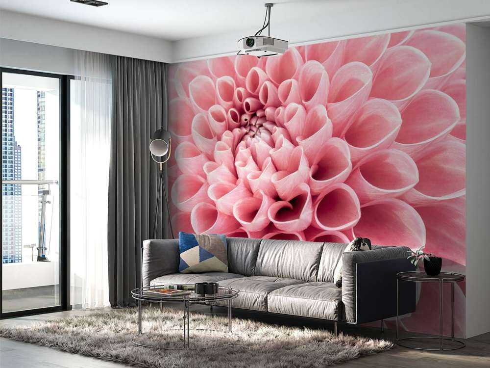 Dahlia rose
