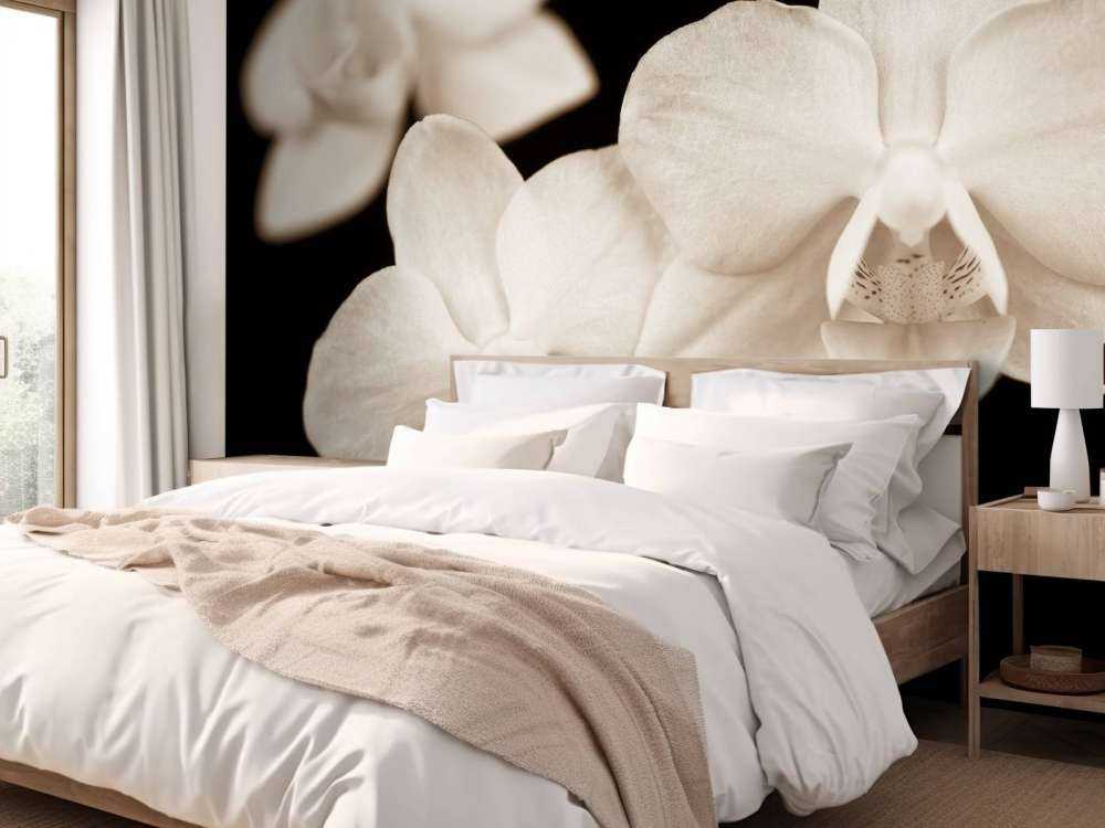 Orchidées blanches
