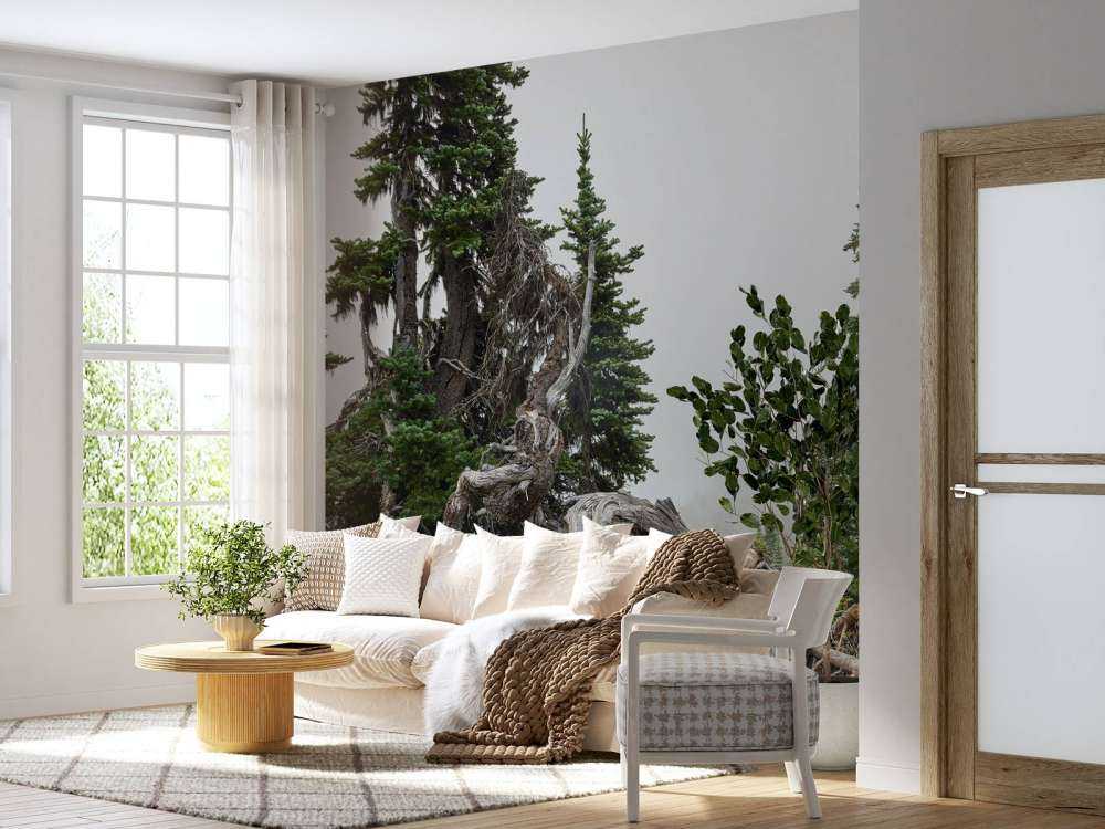 Arbres et vieux arbres