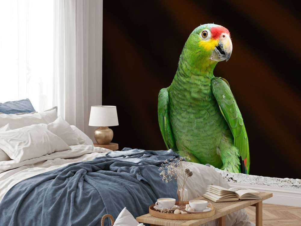 Perroquet amazone
