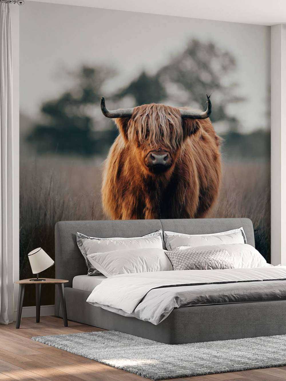 Portrait d'un bovin des Highlands
