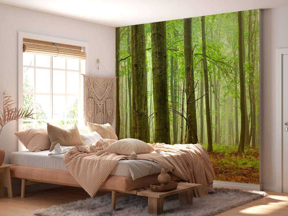 Forêt de hêtres