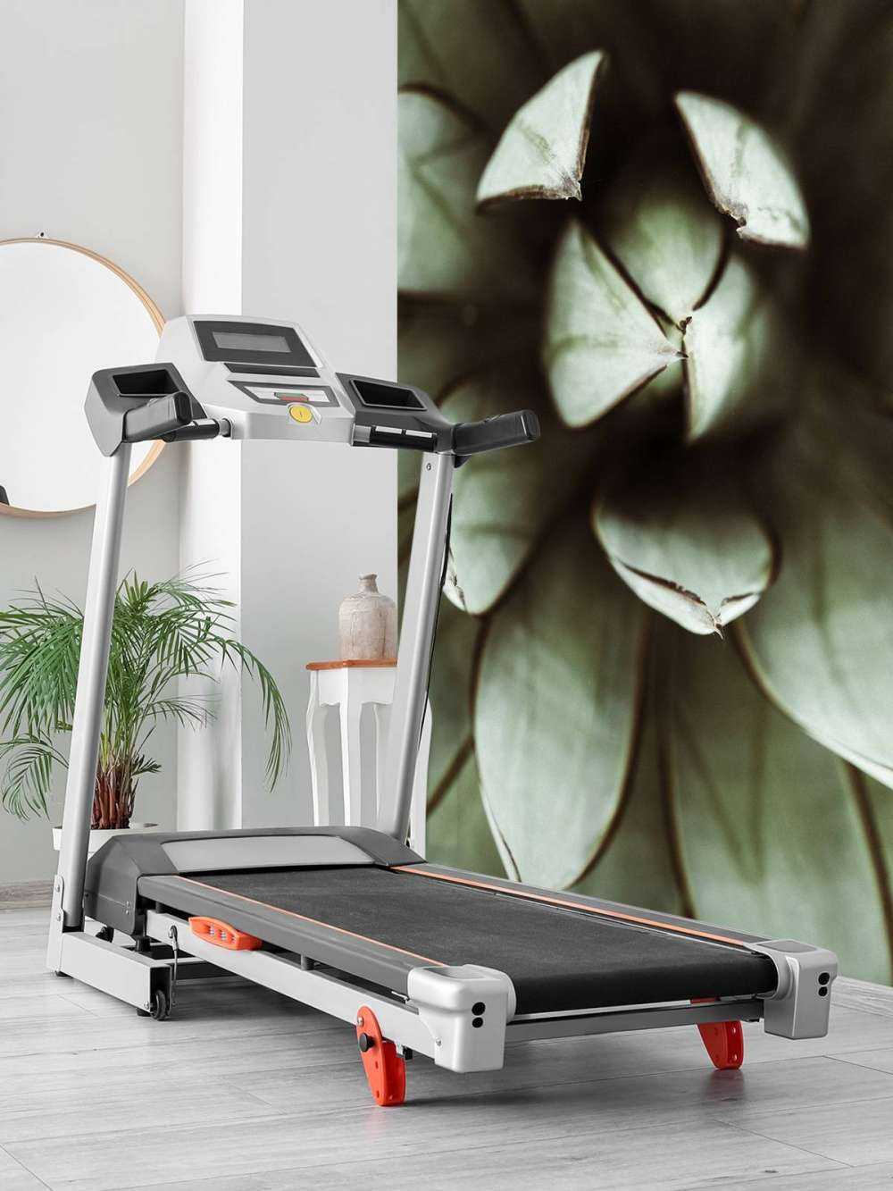 Plante grasse