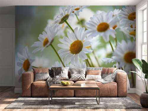 Gros plan sur les marguerites