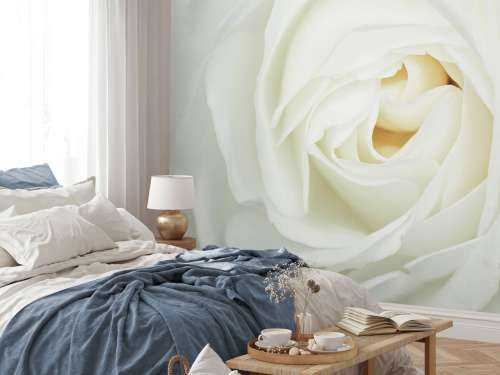 Rose blanche