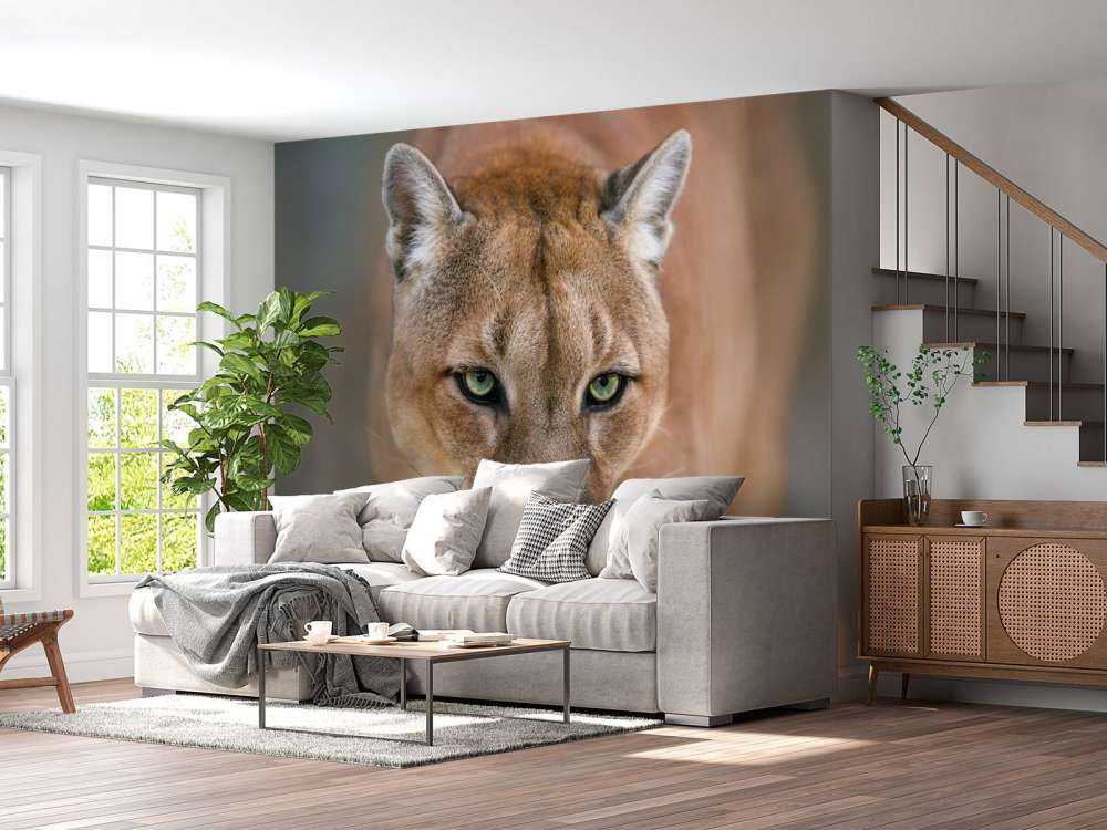 Puma en gros plan