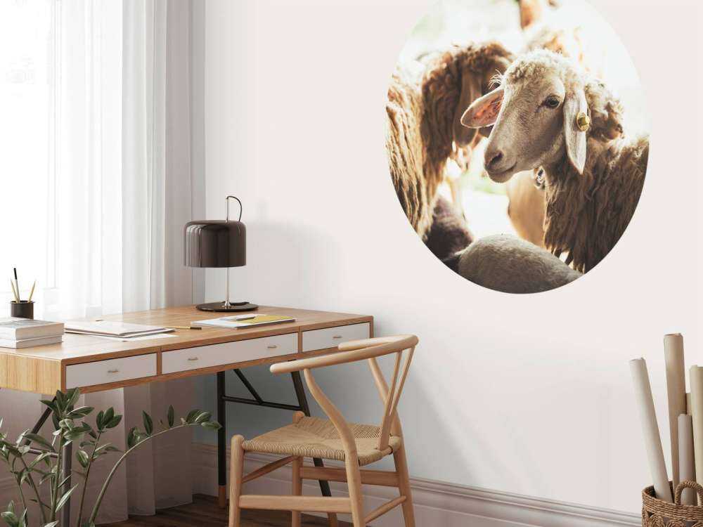 Mouton dans une étable