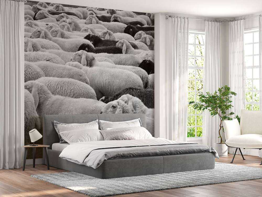 Moutons noir et blanc