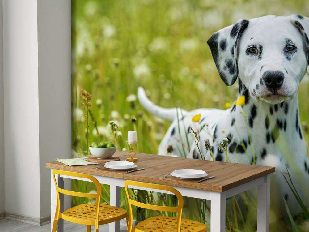 Dalmatien