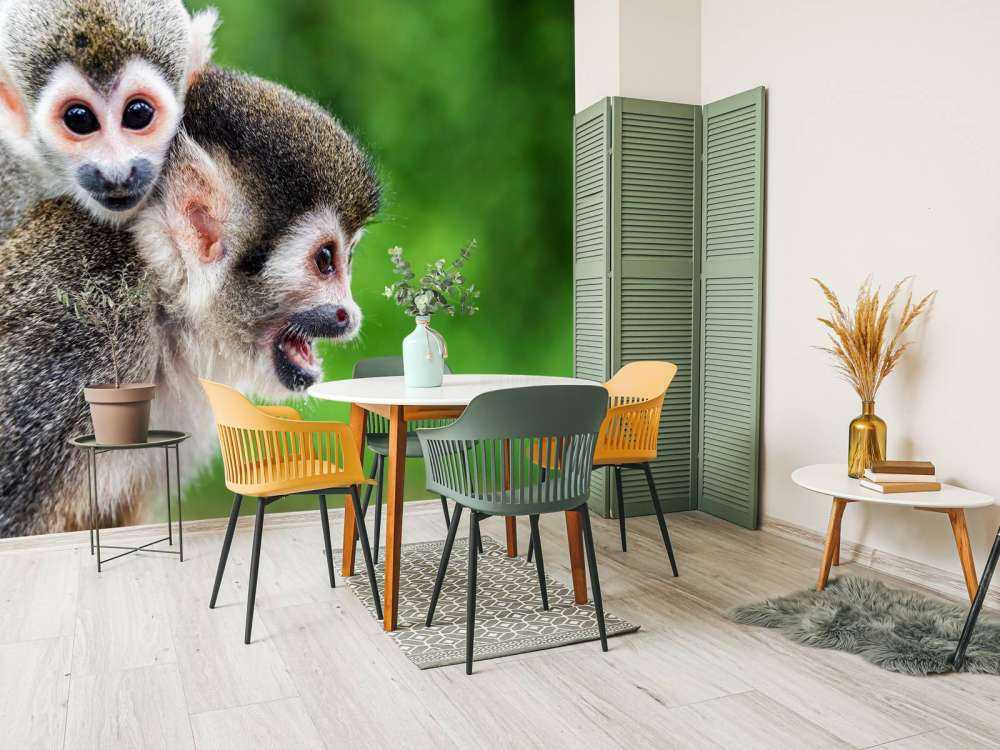 Singes écureuils