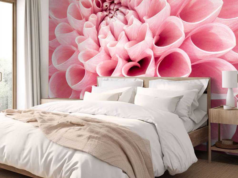 Dahlia rose