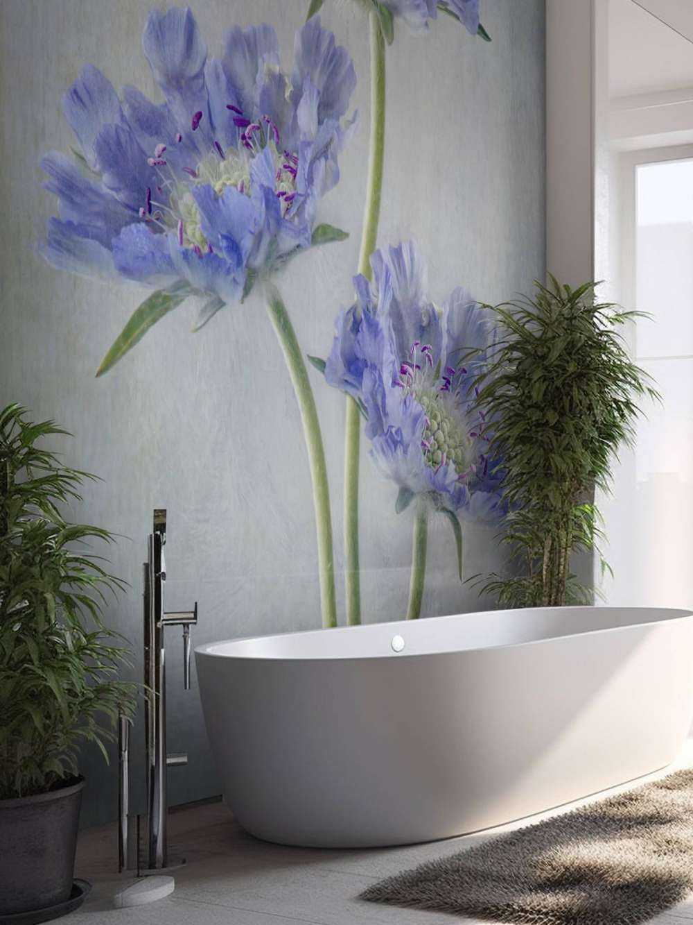 Scabiosa