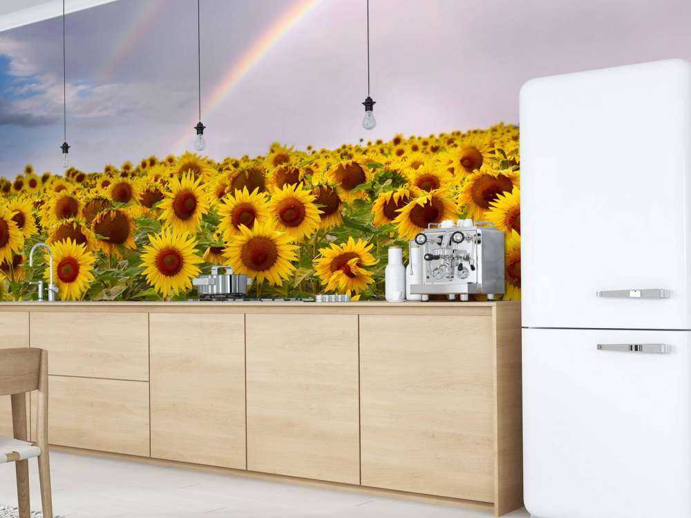 Champ de tournesols