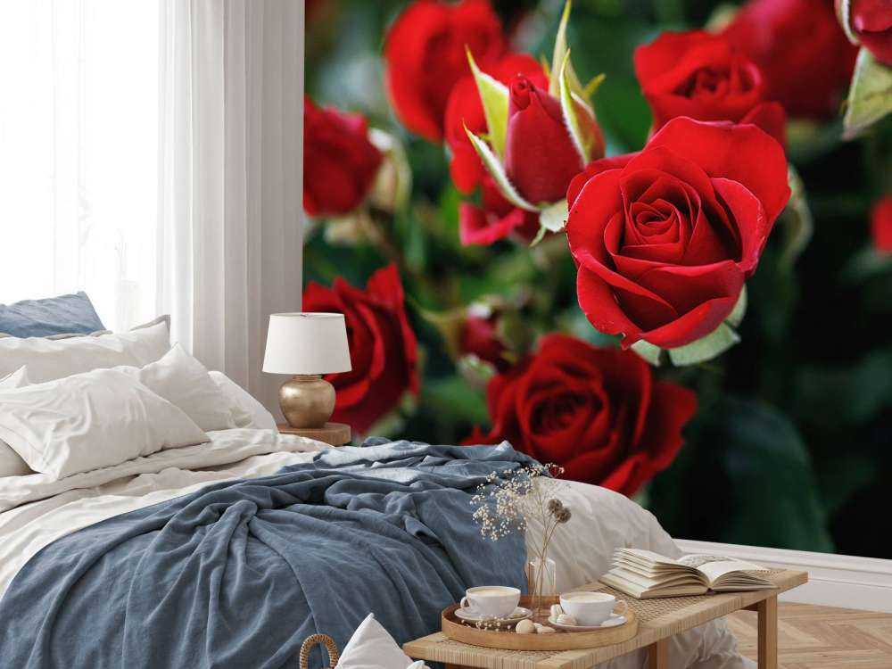 Rosier rouge