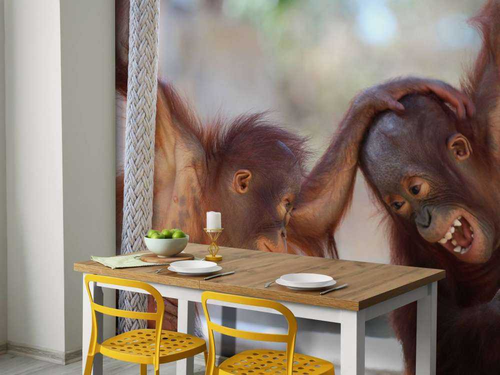 Bébés orang-outans