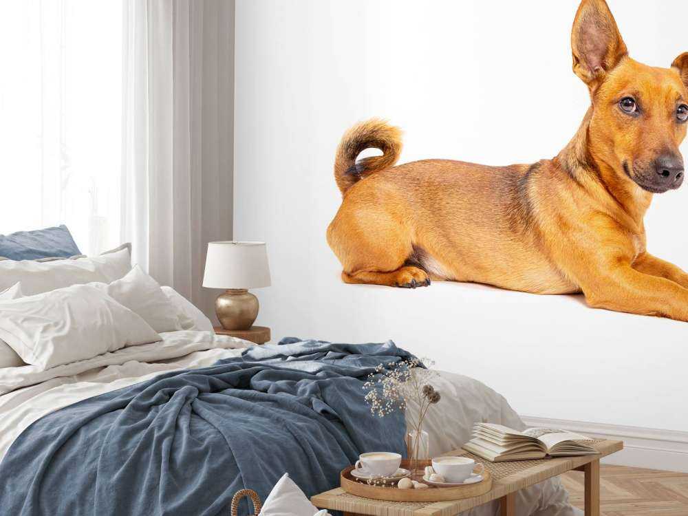 Un chien mignon