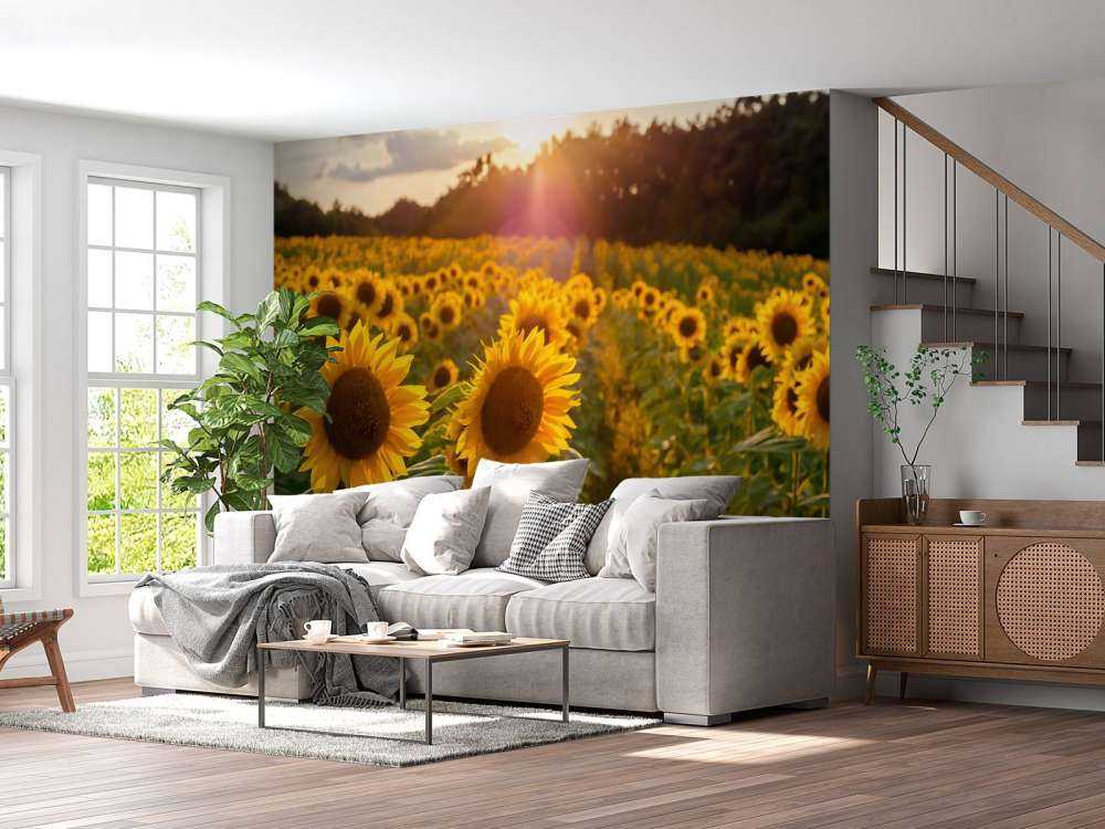 Ferme de tournesols