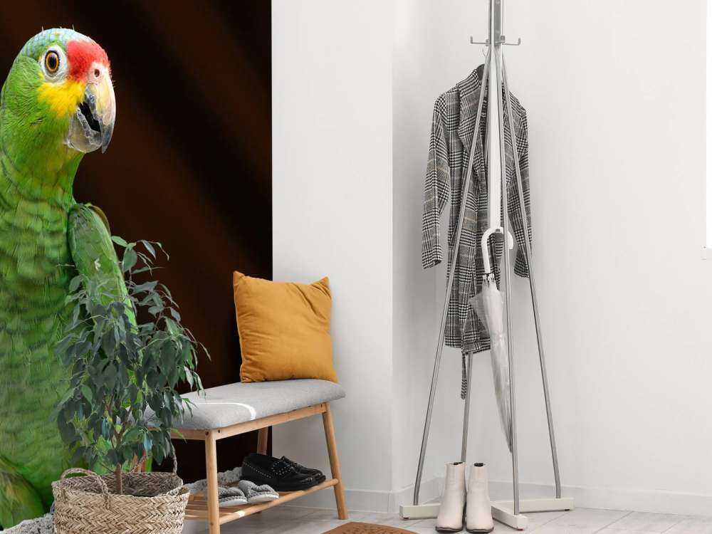 Perroquet amazone