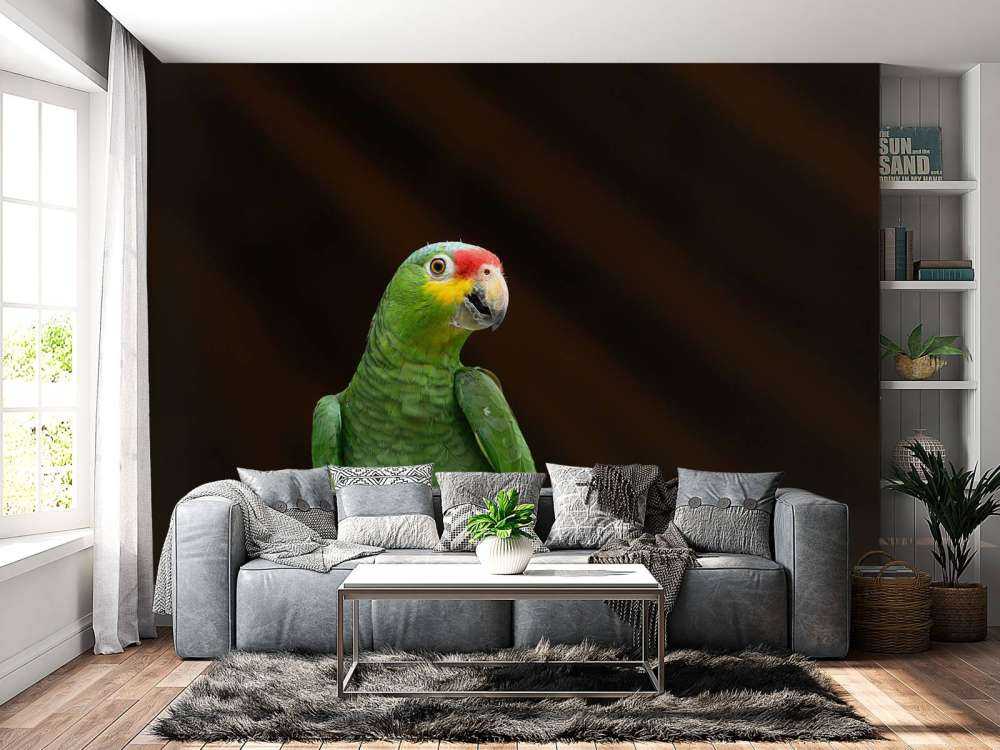 Perroquet amazone