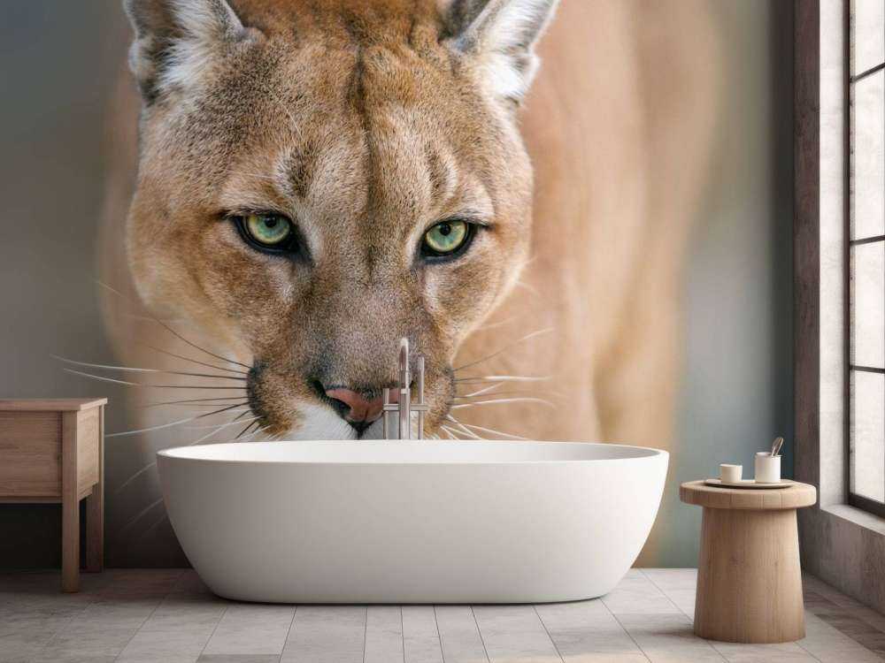 Puma en gros plan