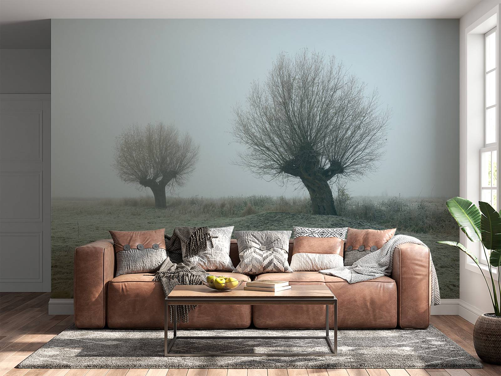 Les saules de Pollard dans le brouillard