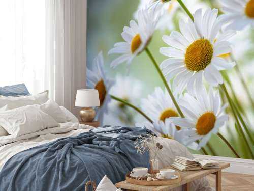 Gros plan sur les marguerites