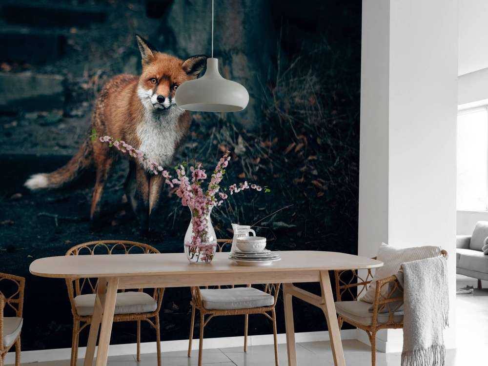 Un renard curieux