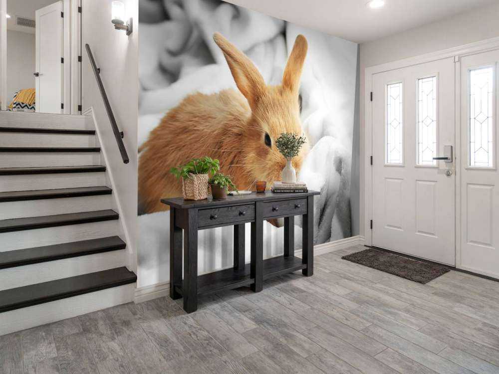 Lapin brun