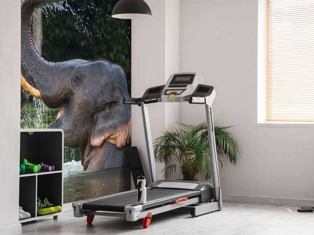 L'éléphant dans l'eau