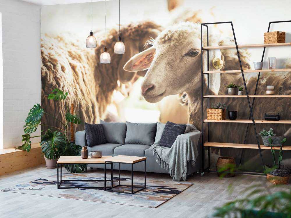 Mouton dans une étable