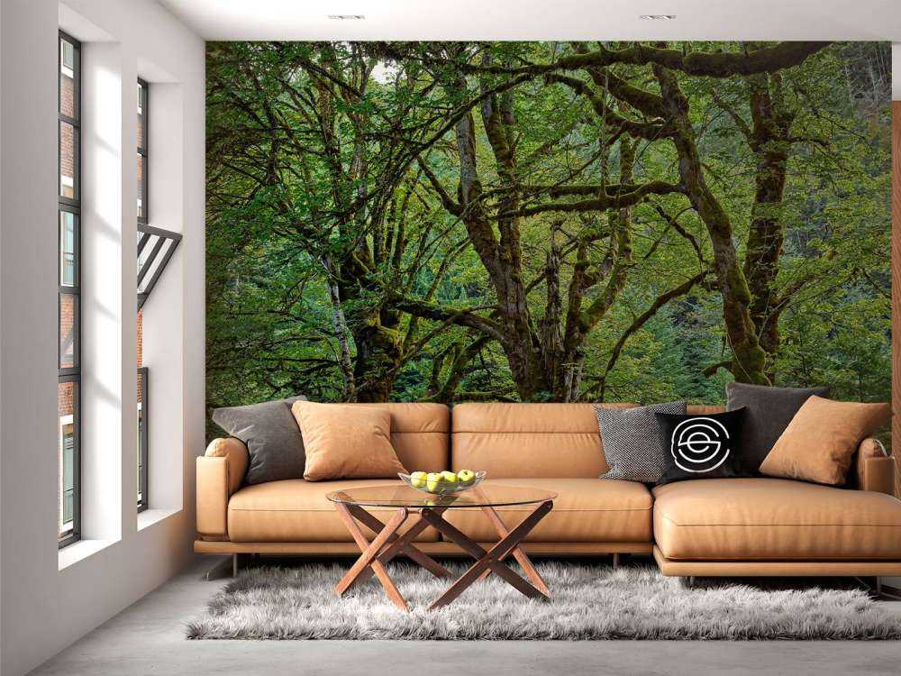 Vieux arbres